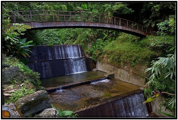 [巃仔尾步道/花石溪步道]觀賞大象山茶園風光及千年大茄苳