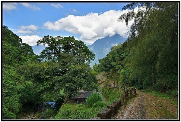 [巃仔尾步道/花石溪步道]觀賞大象山茶園風光及千年大茄苳