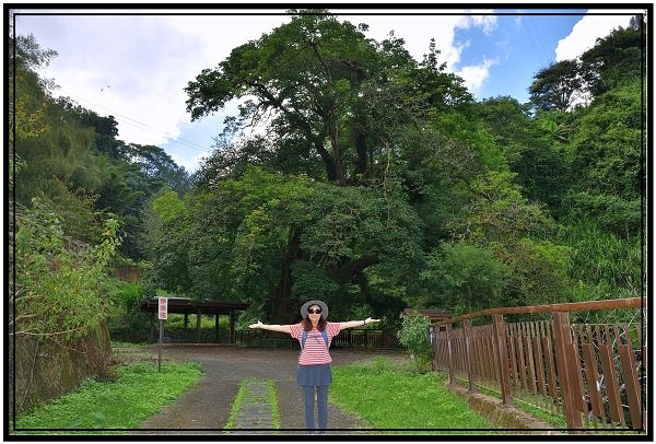 [巃仔尾步道/花石溪步道]觀賞大象山茶園風光及千年大茄苳