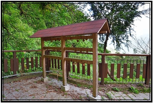 [巃仔尾步道/花石溪步道]觀賞大象山茶園風光及千年大茄苳