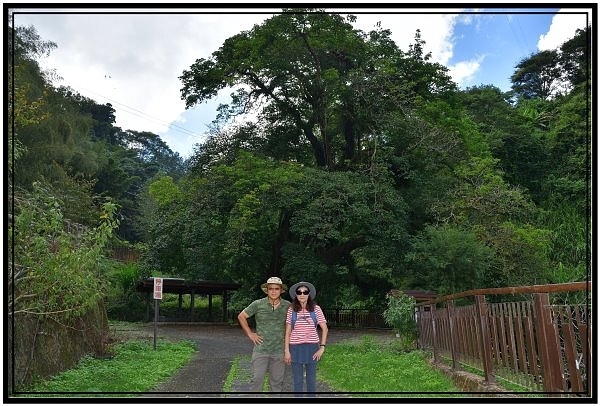 [巃仔尾步道/花石溪步道]觀賞大象山茶園風光及千年大茄苳