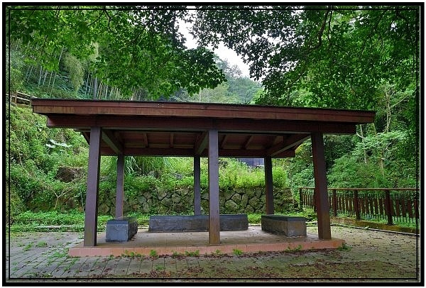 [巃仔尾步道/花石溪步道]觀賞大象山茶園風光及千年大茄苳