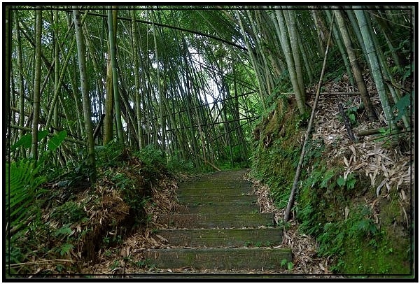 [巃仔尾步道/花石溪步道]觀賞大象山茶園風光及千年大茄苳