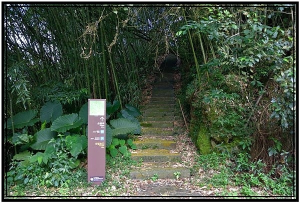 [巃仔尾步道/花石溪步道]觀賞大象山茶園風光及千年大茄苳