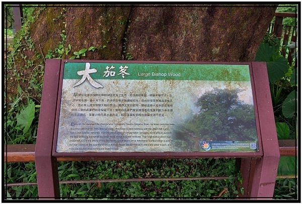 [巃仔尾步道/花石溪步道]觀賞大象山茶園風光及千年大茄苳