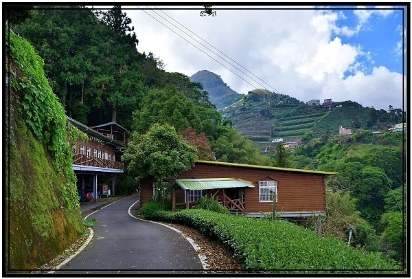 [巃仔尾步道/花石溪步道]觀賞大象山茶園風光及千年大茄苳