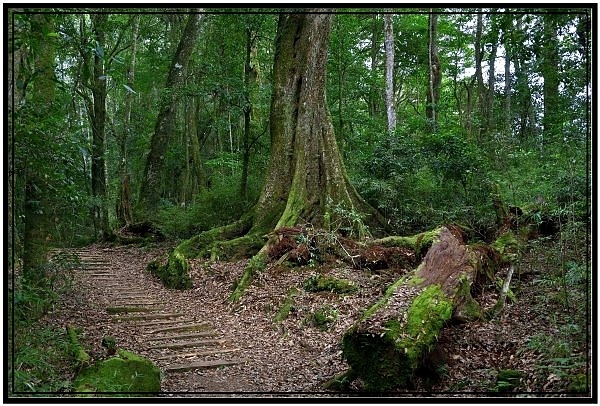 挑戰特富野古道全程來回健行活動