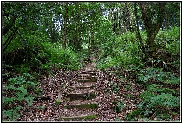 挑戰特富野古道全程來回健行活動