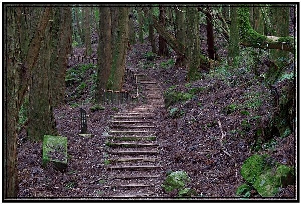 挑戰特富野古道全程來回健行活動