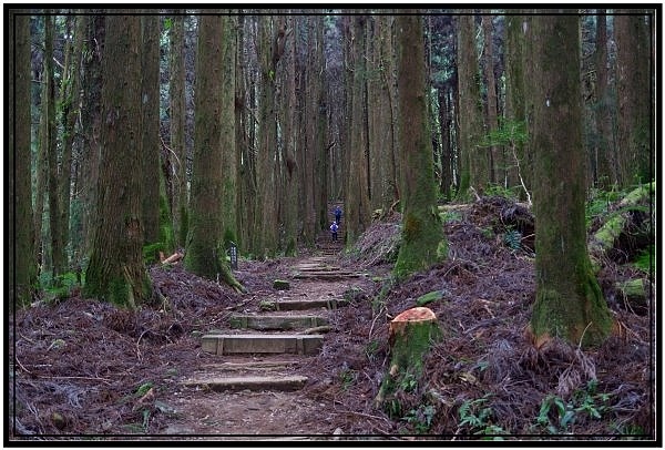 挑戰特富野古道全程來回健行活動