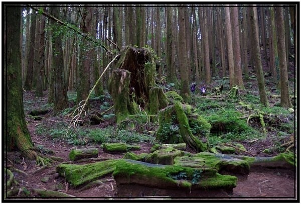 挑戰特富野古道全程來回健行活動