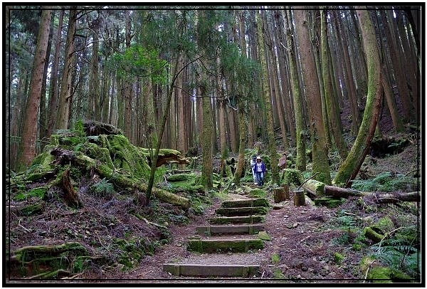 挑戰特富野古道全程來回健行活動