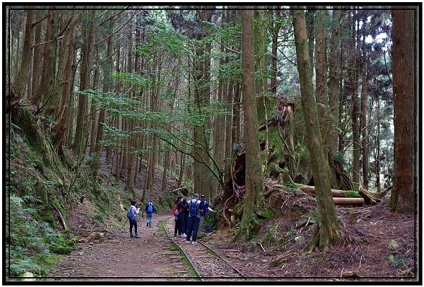 挑戰特富野古道全程來回健行活動