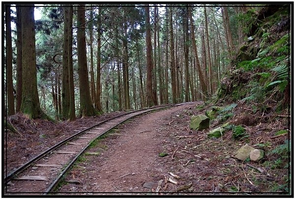 挑戰特富野古道全程來回健行活動