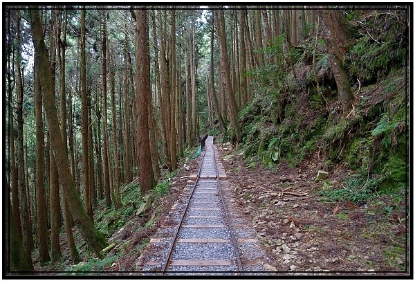 挑戰特富野古道全程來回健行活動