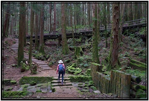 挑戰特富野古道全程來回健行活動