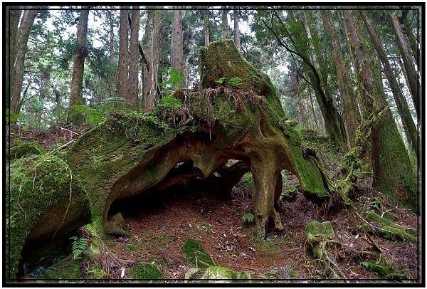 挑戰特富野古道全程來回健行活動