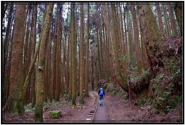 挑戰特富野古道全程來回健行活動