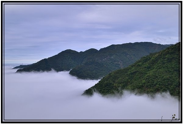 嘉義瑞里梅山滿山雲海看到飽