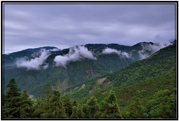 嘉義瑞里梅山滿山雲海看到飽