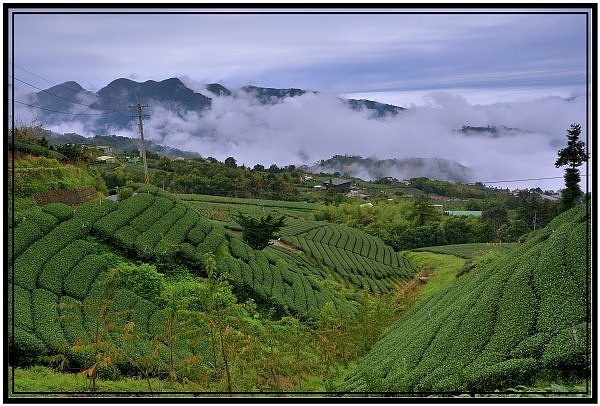 嘉義瑞里梅山滿山雲海看到飽