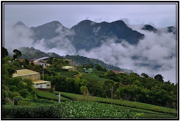 嘉義瑞里梅山滿山雲海看到飽