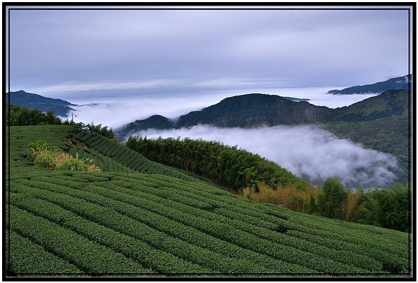 嘉義瑞里梅山滿山雲海看到飽