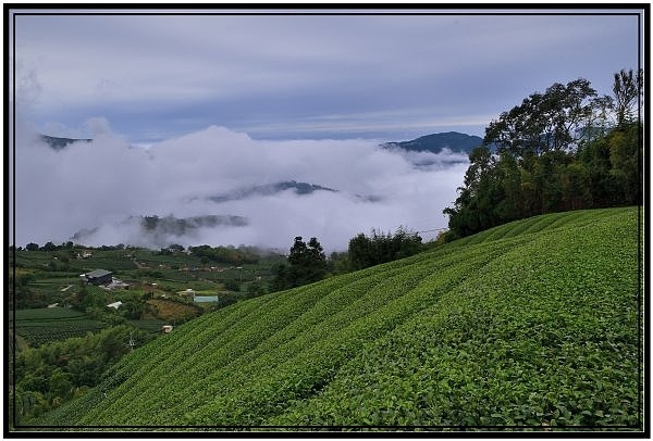 嘉義瑞里梅山滿山雲海看到飽