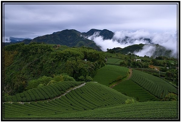 嘉義瑞里梅山滿山雲海看到飽