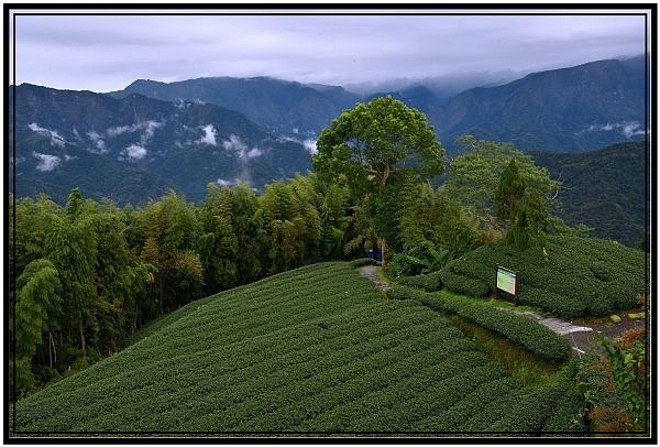 嘉義瑞里梅山滿山雲海看到飽