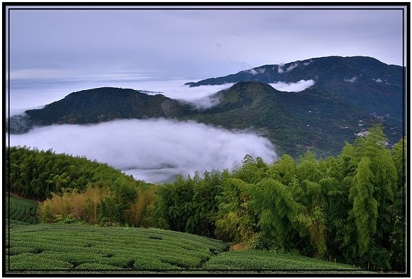 嘉義瑞里梅山滿山雲海看到飽