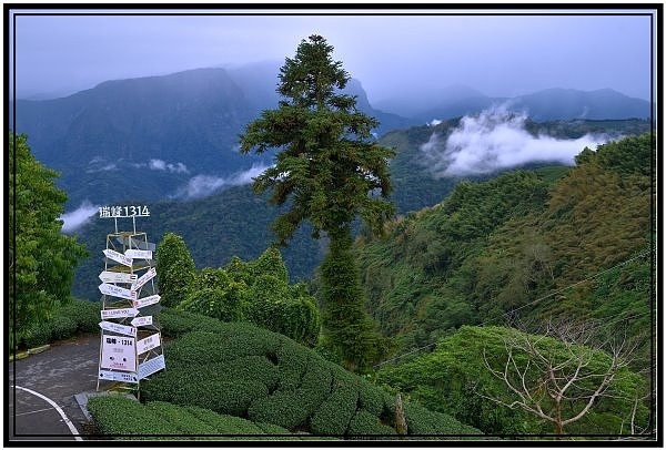 嘉義瑞里梅山滿山雲海看到飽