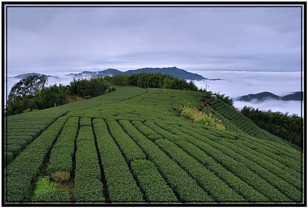 嘉義瑞里梅山滿山雲海看到飽