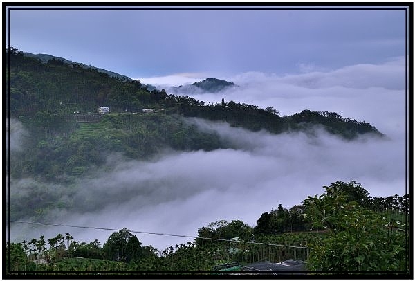 嘉義瑞里梅山滿山雲海看到飽