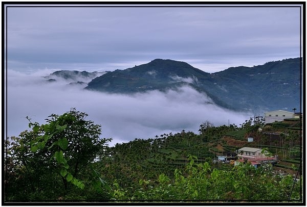 嘉義瑞里梅山滿山雲海看到飽