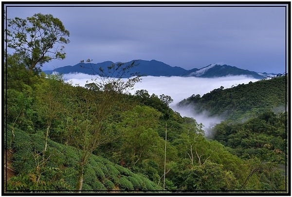 嘉義瑞里梅山滿山雲海看到飽