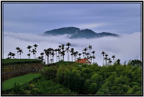 嘉義瑞里梅山滿山雲海看到飽