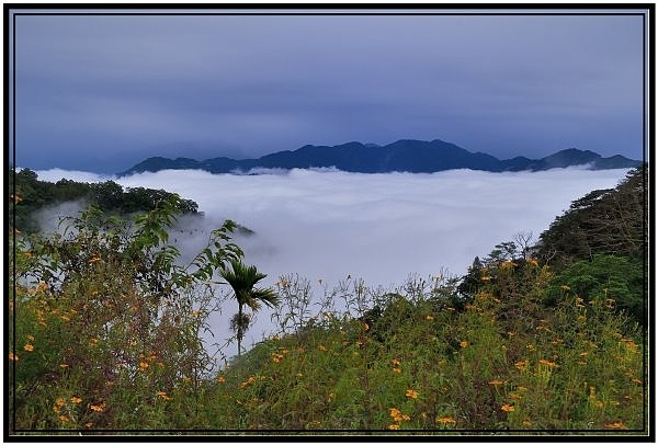 嘉義瑞里梅山滿山雲海看到飽