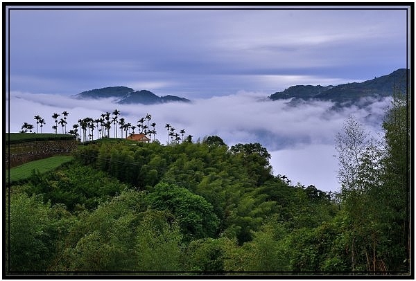 嘉義瑞里梅山滿山雲海看到飽