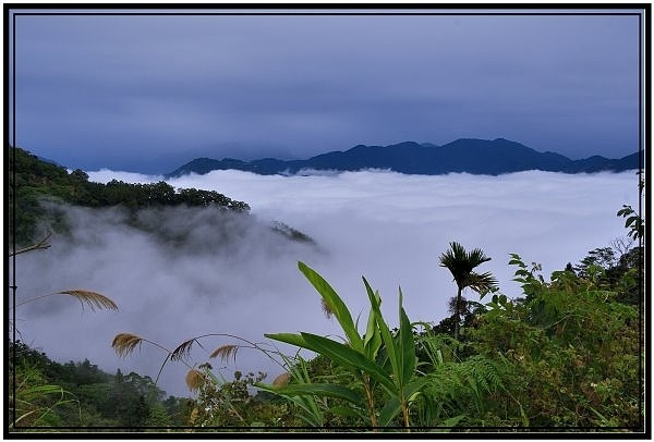 嘉義瑞里梅山滿山雲海看到飽