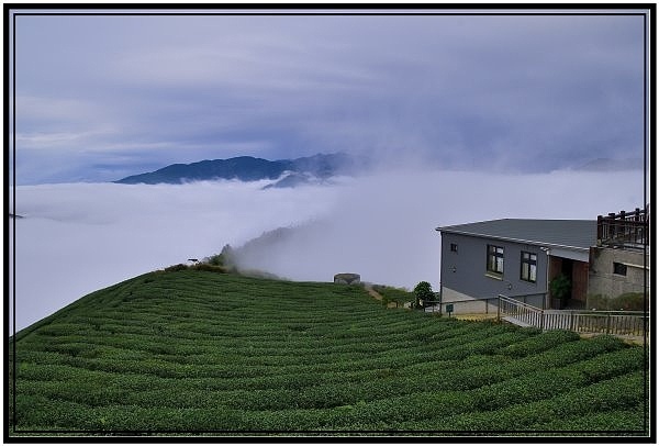 嘉義瑞里梅山滿山雲海看到飽