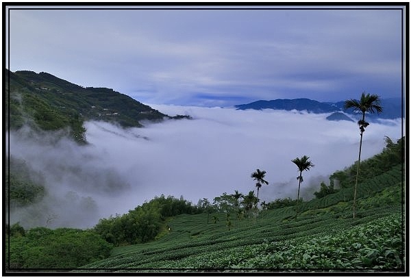 嘉義瑞里梅山滿山雲海看到飽