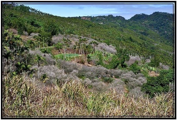 南投國姓鄉九份二山921國家地震園區梅花盛開