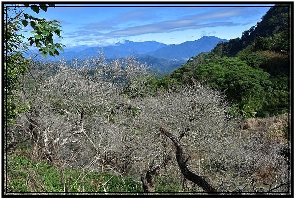 南投國姓鄉九份二山921國家地震園區梅花盛開