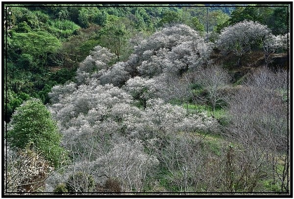 南投國姓鄉九份二山921國家地震園區梅花盛開