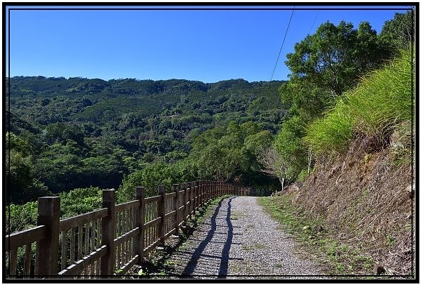 南投國姓鄉九份二山921國家地震園區梅花盛開