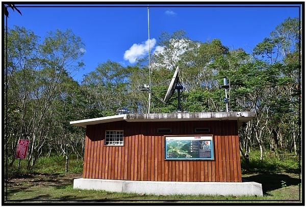 南投國姓鄉九份二山921國家地震園區梅花盛開