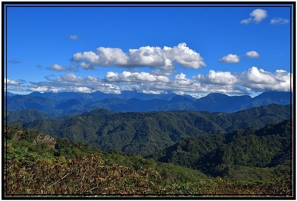 南投國姓鄉九份二山921國家地震園區梅花盛開