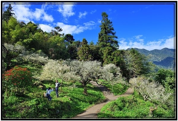 南投信義鄉烏松崙森林度假營石家梅園賞梅