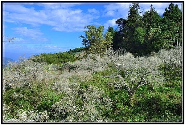 南投信義鄉烏松崙森林度假營石家梅園賞梅